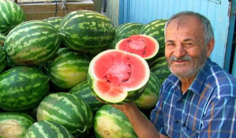 ARABAN OVASI'NDA İKİNCİ ÜRÜN GÜZ KARPUZU HASADI DEVAM EDİYOR
