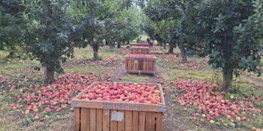 ELMA ÜRETİCİSİ MALİYET ALTINDA EZİLİYOR