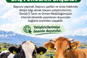 DENİZLİ'DE 2027 YILI BESİLİK SIĞIR İTHALATI BAŞVURULARI BAŞLADI
