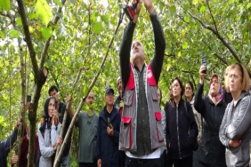 GİRESUN'DA FINDIKTA VERİMİ ARTIRMAK İÇİN ÜRETİCİLERE UYGULAMALI BUDAMA EĞİTİMİ VERİLİYOR