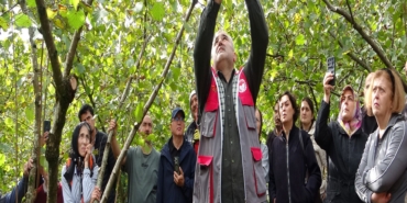GİRESUN'DA FINDIKTA VERİMİ ARTIRMAK İÇİN ÜRETİCİLERE UYGULAMALI BUDAMA EĞİTİMİ VERİLİYOR