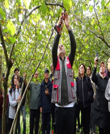 GİRESUN'DA FINDIKTA VERİMİ ARTIRMAK İÇİN ÜRETİCİLERE UYGULAMALI BUDAMA EĞİTİMİ VERİLİYOR