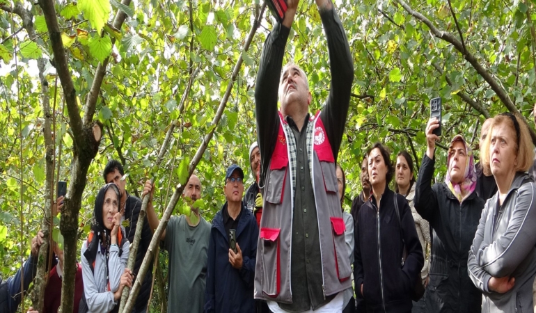 GİRESUN'DA FINDIKTA VERİMİ ARTIRMAK İÇİN ÜRETİCİLERE UYGULAMALI BUDAMA EĞİTİMİ VERİLİYOR