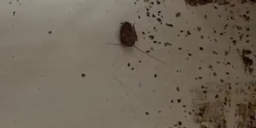HAMAM BÖCEĞİ VE SİGARA İZMARİTİNDEN GEÇİLMEYEN FIRINDA MİDE BULANDIRAN GÖRÜNTÜLER