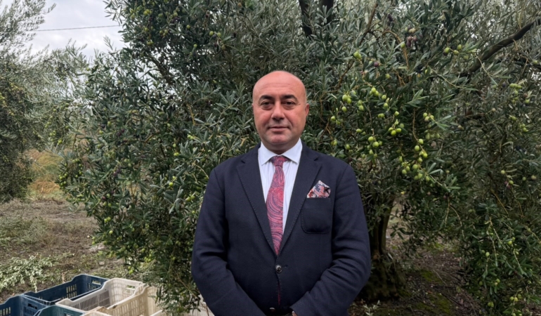 MARMARABİRLİK'TEN 60 BİN TONLUK ALIM PLANI...TÜRKİYE'DE ZEYTİNDE REKOR REKOLTE BEKLENTİSİ