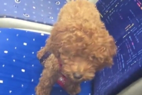 ANTALYA'DA OTOBÜS ŞOFÖRÜNÜ ŞAŞKINA ÇEVİREN SESSİZ YOLCU: OYUNCAK SANDI CANLI ÇIKTI HERKESİN İNDİĞİ OTOBÜSÜN KOLTUĞUNDA UNUTULAN KÖPEĞİ GÖRÜNCE ŞAŞKINA DÖNDÜ O ANLARIN GÖRÜNTÜSÜNÜ ÇEKİP SOSYAL MEDYADA PAYLAŞAN ŞOFÖR, KANİŞ CİNSİ KARAMEL ADLİ KÖPEĞE YUVA OLDU
