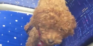 ANTALYA'DA OTOBÜS ŞOFÖRÜNÜ ŞAŞKINA ÇEVİREN SESSİZ YOLCU: OYUNCAK SANDI CANLI ÇIKTI HERKESİN İNDİĞİ OTOBÜSÜN KOLTUĞUNDA UNUTULAN KÖPEĞİ GÖRÜNCE ŞAŞKINA DÖNDÜ O ANLARIN GÖRÜNTÜSÜNÜ ÇEKİP SOSYAL MEDYADA PAYLAŞAN ŞOFÖR, KANİŞ CİNSİ KARAMEL ADLİ KÖPEĞE YUVA OLDU