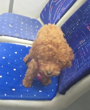 ANTALYA'DA OTOBÜS ŞOFÖRÜNÜ ŞAŞKINA ÇEVİREN SESSİZ YOLCU: OYUNCAK SANDI CANLI ÇIKTI HERKESİN İNDİĞİ OTOBÜSÜN KOLTUĞUNDA UNUTULAN KÖPEĞİ GÖRÜNCE ŞAŞKINA DÖNDÜ O ANLARIN GÖRÜNTÜSÜNÜ ÇEKİP SOSYAL MEDYADA PAYLAŞAN ŞOFÖR, KANİŞ CİNSİ KARAMEL ADLİ KÖPEĞE YUVA OLDU