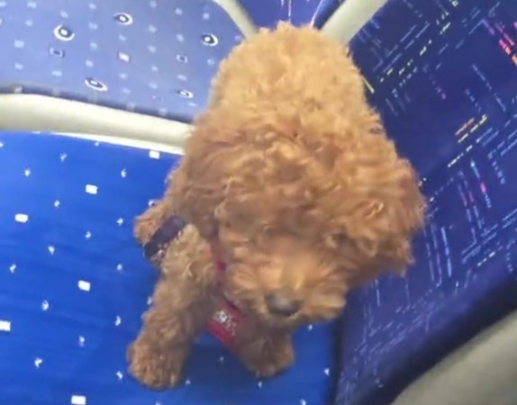 ANTALYA'DA OTOBÜS ŞOFÖRÜNÜ ŞAŞKINA ÇEVİREN SESSİZ YOLCU: OYUNCAK SANDI CANLI ÇIKTI HERKESİN İNDİĞİ OTOBÜSÜN KOLTUĞUNDA UNUTULAN KÖPEĞİ GÖRÜNCE ŞAŞKINA DÖNDÜ O ANLARIN GÖRÜNTÜSÜNÜ ÇEKİP SOSYAL MEDYADA PAYLAŞAN ŞOFÖR, KANİŞ CİNSİ KARAMEL ADLİ KÖPEĞE YUVA OLDU