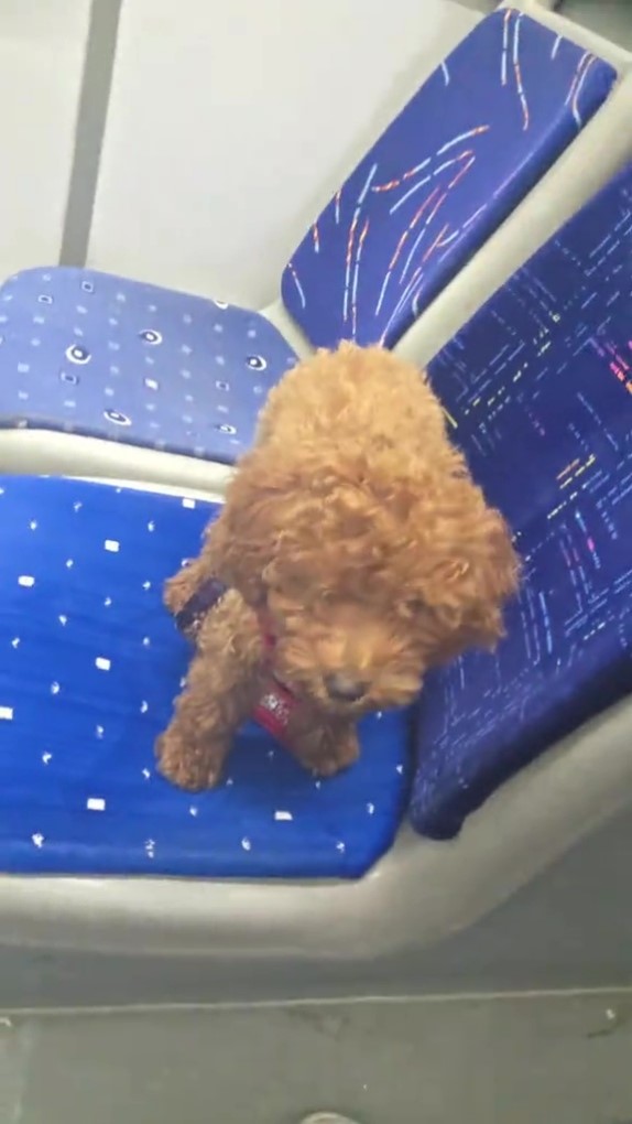 ANTALYA'DA OTOBÜS ŞOFÖRÜNÜ ŞAŞKINA ÇEVİREN SESSİZ YOLCU: OYUNCAK SANDI CANLI ÇIKTI HERKESİN İNDİĞİ OTOBÜSÜN KOLTUĞUNDA UNUTULAN KÖPEĞİ GÖRÜNCE ŞAŞKINA DÖNDÜ O ANLARIN GÖRÜNTÜSÜNÜ ÇEKİP SOSYAL MEDYADA PAYLAŞAN ŞOFÖR, KANİŞ CİNSİ KARAMEL ADLİ KÖPEĞE YUVA OLDU