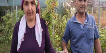 SAİMBEYLİ'DE İLK KEZ YETİŞTİRDİ, KİLOSUNU 500 LİRADAN SATIYOR SAİMBEYLİ'DE İLK AHUDUDU BAHÇESİ MEYVESİNİ VERDİ